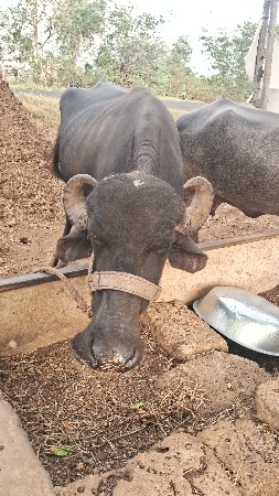 ભેંસ વેચવાની છે