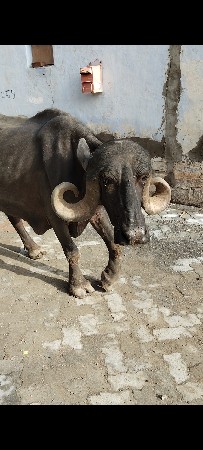 ઓરીજનલ ટોપલી