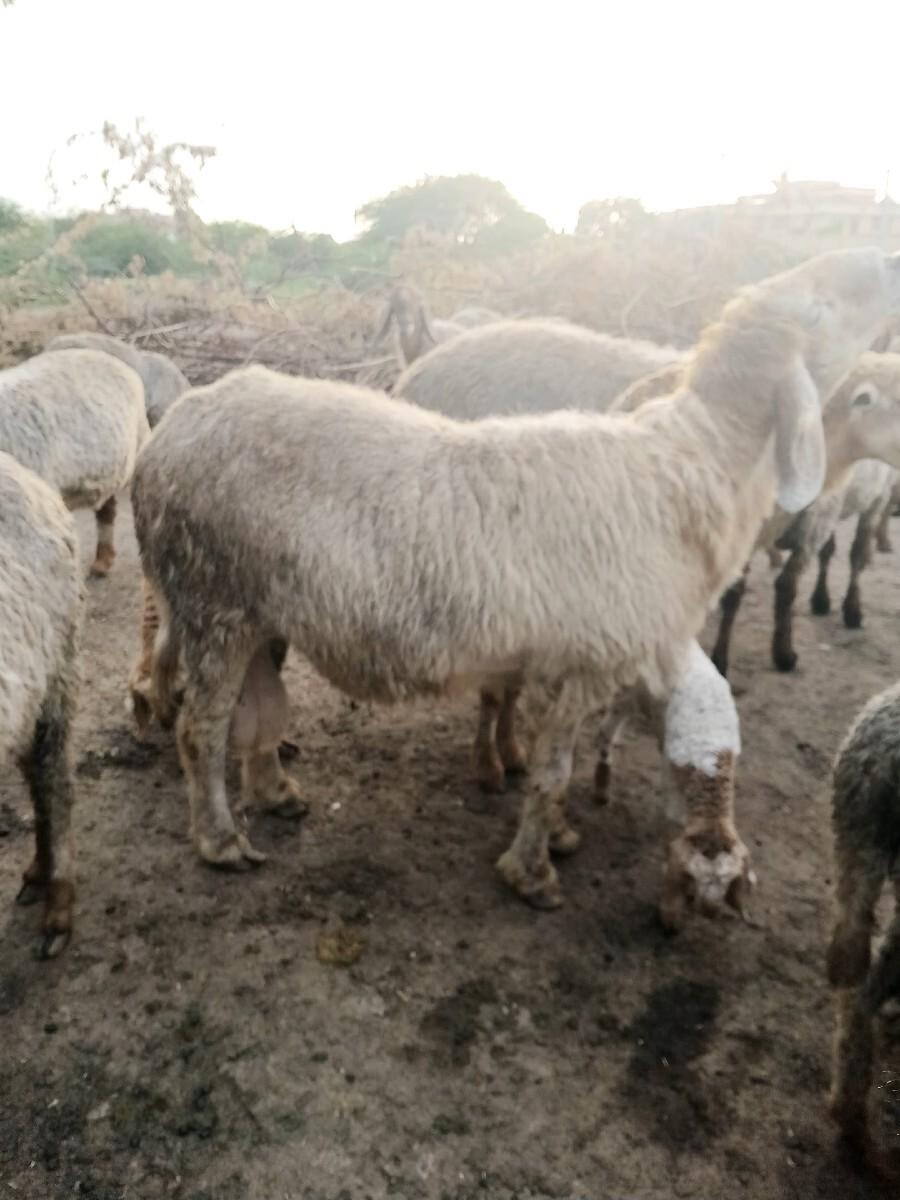 ધેટો  વેચવાનો છે