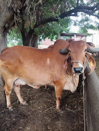 ગીર ગાય વેચવાની છે.