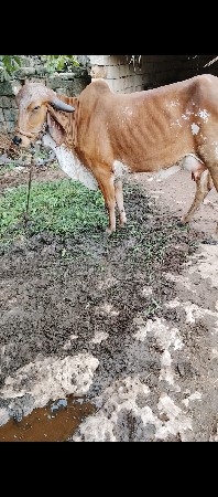 વેશવાનીછે