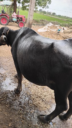 બીજુ વેતર