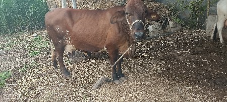 4.જર્સી ગાયો વેસવાની છે.