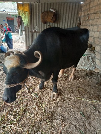 આભેસને20થી25દીવસનીકાચીછે