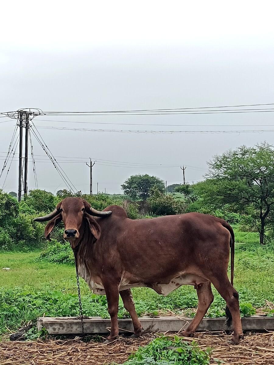 ગીર ગાય