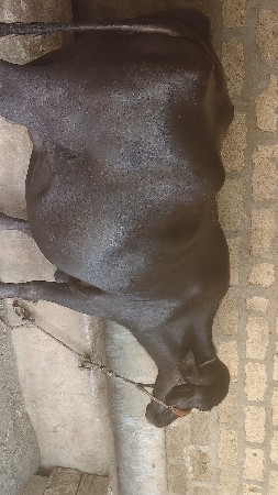 bhaya.r.