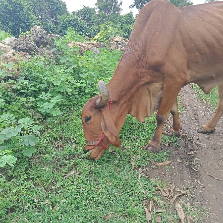 બળદ વેચવાનો છે