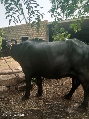 ભેંસ વેચવાની છે