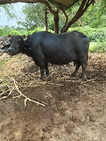 ભેંસ વેચવાની સે