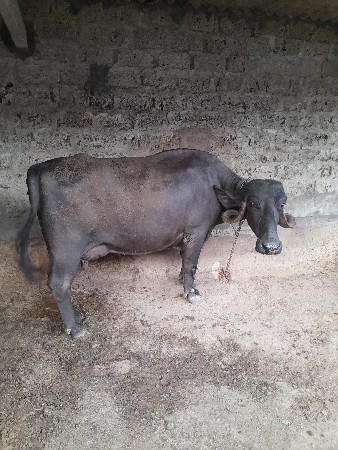 ભેંસ વેસવાની છે