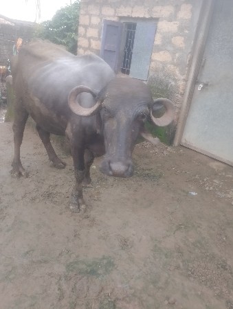 ખળેલી વેચવાની છે
