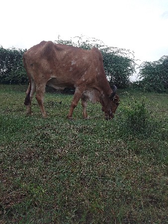 બરદ આપીદેવાનો છે ફી મા