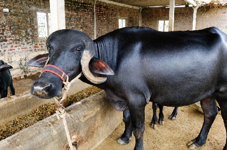 ભેંશ વેચવાની છે