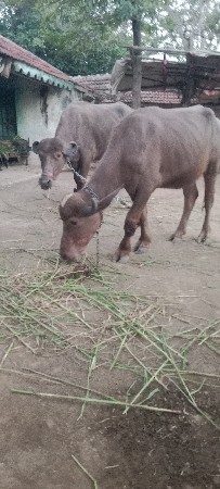 ખડેલા વેસવાના છે