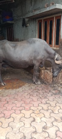 bhesh vechvani che