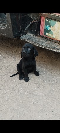 leb female puppy