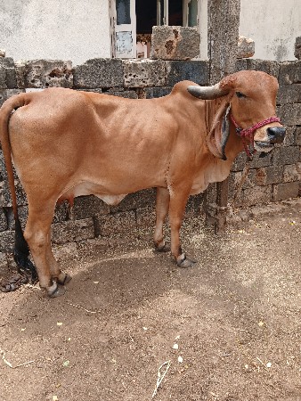 ગીર પાચાર ગાય વેચવાની છે