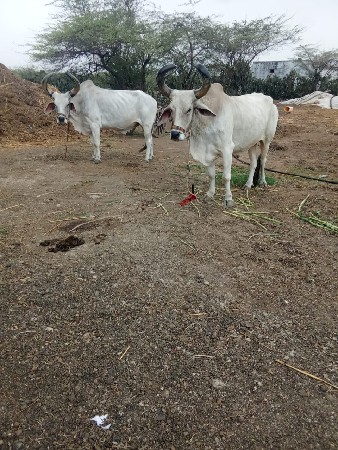 બળદ દેવા ના છે