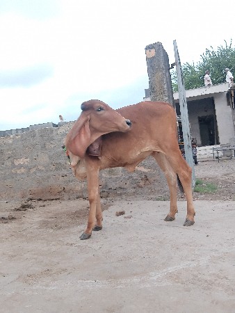 વાછડી
