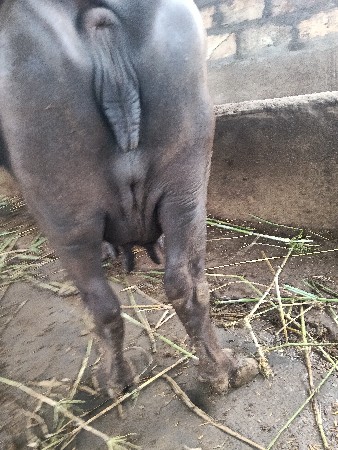 2 દીવસ ની વીયાણેલ