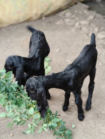 બે બકરા દેવાના છે