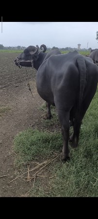 ભેંસ વેચવાની છે