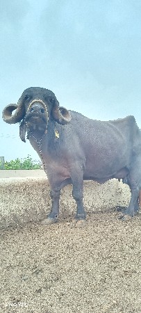 જાફરાબાદી ભેંસ વેચવાની છ3