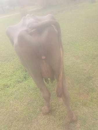 ભેંસ
