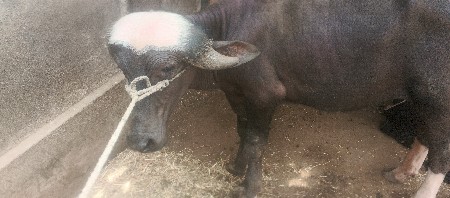 પાડો 1..5. વર્ષ  નો છે વેચવાનો