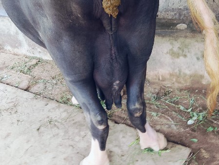 બીજું વેતર