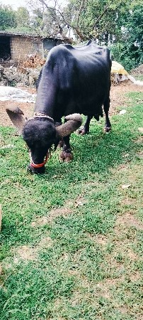 ફુલ હેવી ભેંસ વેચવાની છે
