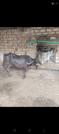 ભેંસ વેચવાની છે