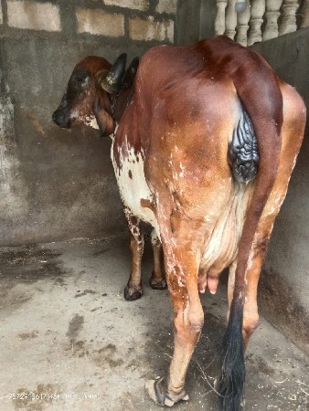 ગીર કાબરી ગાય વેચવાની છે