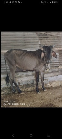 કાળી કાંકરેજ વાછડી વેચવાની છે વ્યાજ