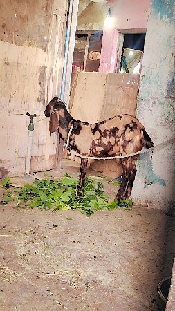 સિરોહી બકરો વેચવાનો છે