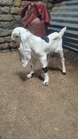 પ્યોર હૈદરાબાદી