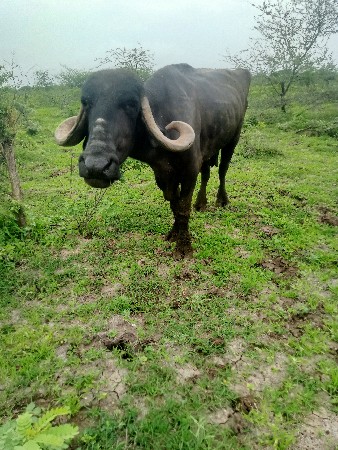 આ ભેંસ વેચવા ની સે