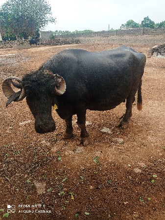 ભેંસ વેચવાની છે