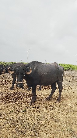 પૅલ વૅતરી ખડાય