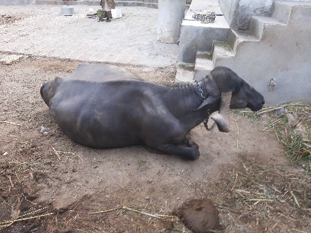 ભેસ વેચવાની છે