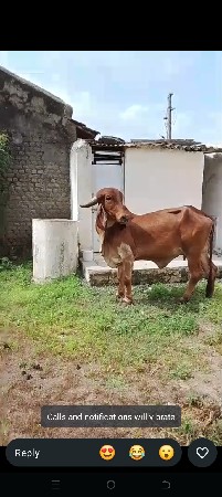 6 મહિના ની ગાભની છે