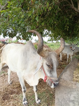 આ બળદ વેસવાનો સે