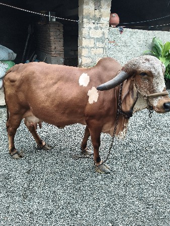 ગાય વેચવાની છે.