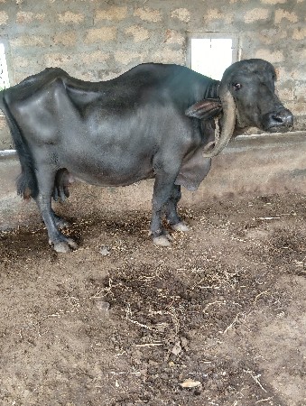 ભેંસ વેચવાની છે