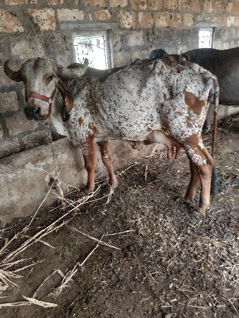 ગાય વેશવા ની છે