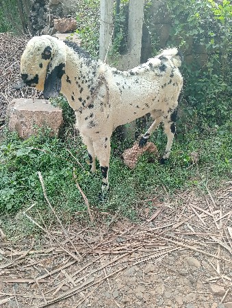 બે બકરા