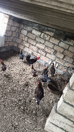 પ્યોર દેશી કુકડા વેચવાના છે એક ભાવ