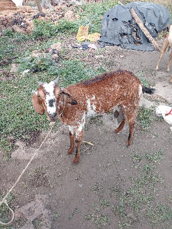બકરી