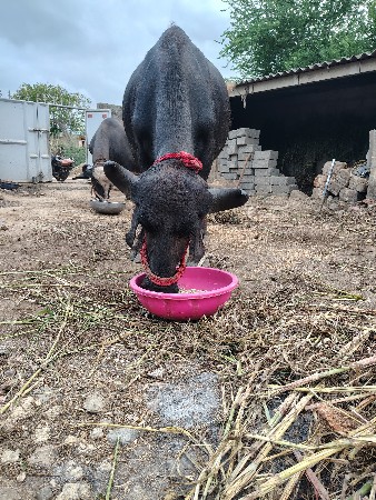 વેંચાણ નીછે