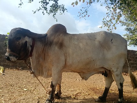 gir gay vechavani se.veter 2